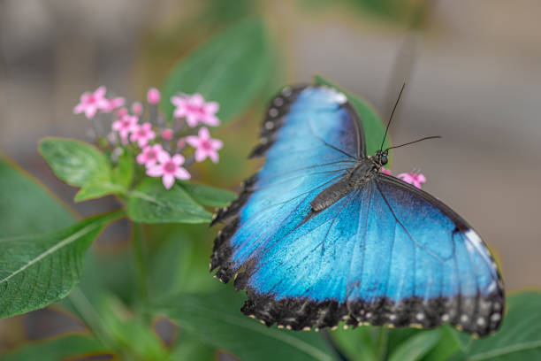 istock Beautiful blue Morpho  (Morpho menelaus) Tropical Butterfly on a pink flower. 1286500548