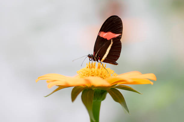 istock Beautiful The Small Postman Butterfly (Heliconius erato) butterfly 1286500565