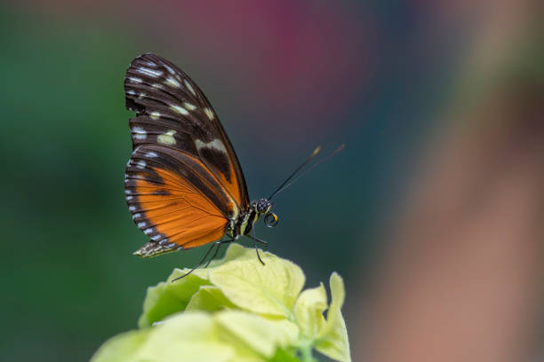 istock Beautiful Tiger longwing (Heliconius hecale) on a beautiful yellow flower 1286500600