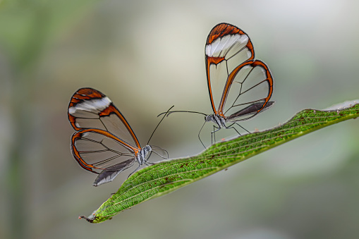 Hermosa mariposa ala de cristal (Greta oto) en una hoja photo