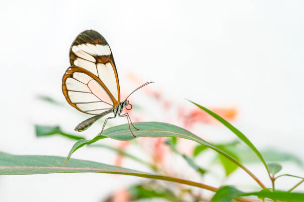 Butterfly - Stock ImageButterfly - Stock Image