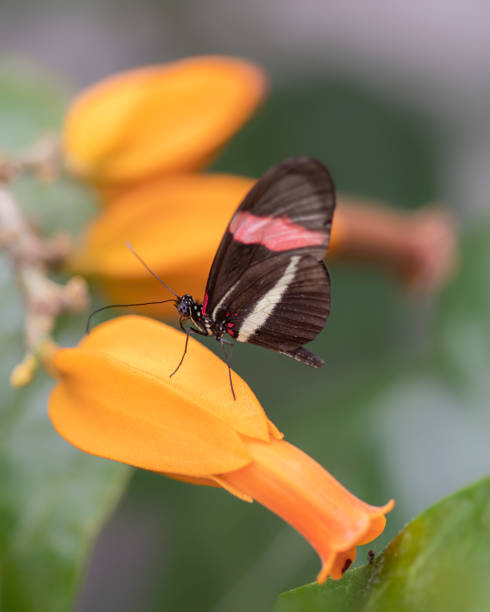 istock Beautiful The Small Postman Butterfly (Heliconius erato) butterfly 1286500807