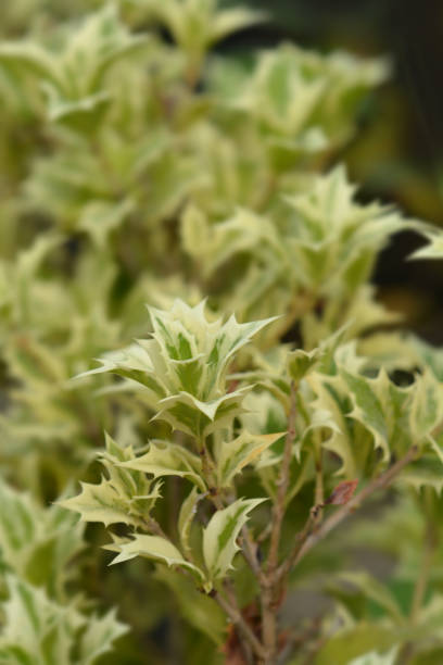 istock Holly osmanthus Variegatus 1286504126