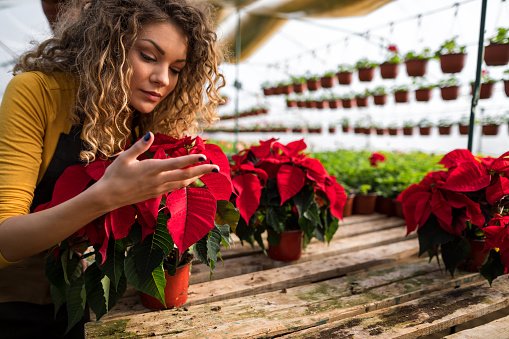 Young woman smell Poinsettia flowers