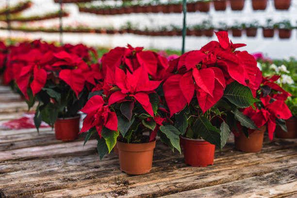 Poinsettia in greenhouse Poinsettia in greenhouse poinsettia stock pictures, royalty-free photos & images