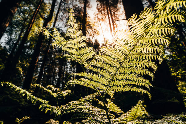 istock looking up through Bracken ferns 1286512036