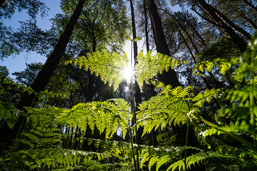 English woodland with close up of Bracken fern leaf lit by the sunrise