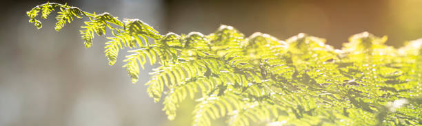 istock Close up of a Bracken fern 1286512879