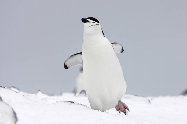 пингвин чинстрап - half moon island horizontal penguin animal стоковые фото и изображения