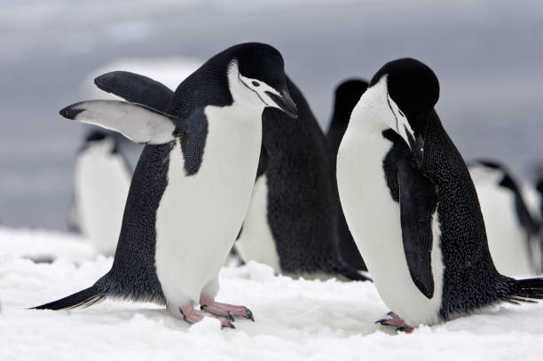 chinstrap pinguin - nature antarctica half moon island penguin stock-fotos und bilder