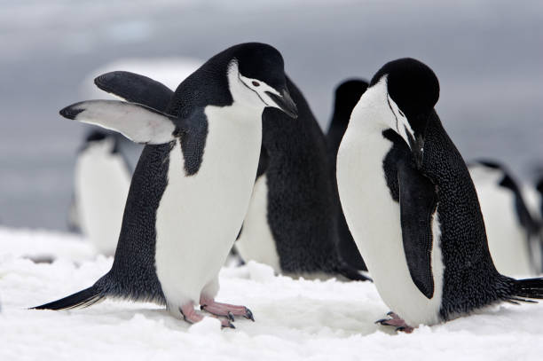 pingouin de chinstrap - half moon island horizontal penguin animal photos et images de collection