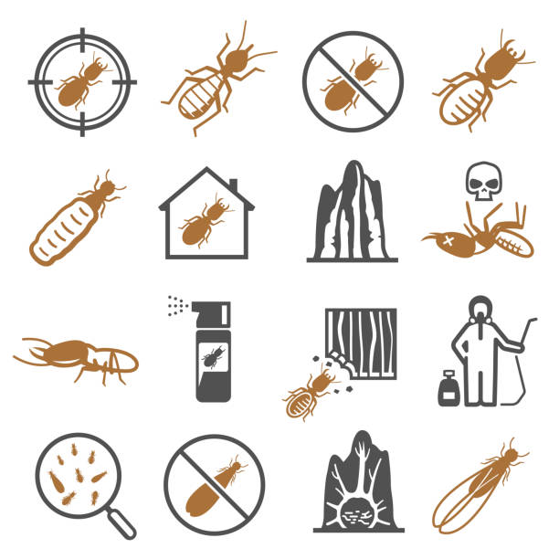 Termites, desinfector, pest control service bold black silhouette and line icons set isolated on white. Termites, desinfector bold black silhouette and line icons set isolated on white. Pest control service, insect pictograms collection. Extermination, damage house vector elements for infographic, web. termite stock illustrations