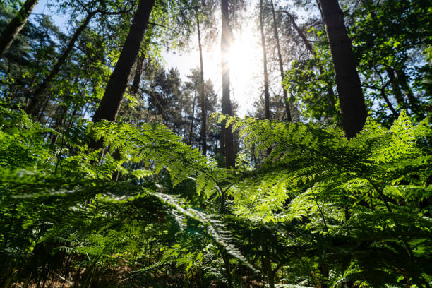 istock looking up through Bracken ferns 1286514425