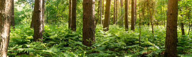 istock Forest at sunrise with dense bracken 1286515392