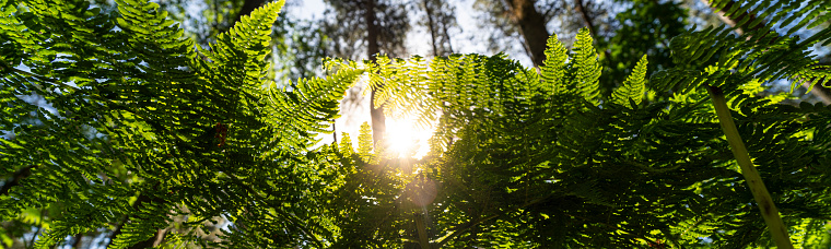 looking up through close up bracken fern leaves in an English woodland forest panoramic