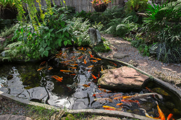 istock Front or Back Yard, Koi Carp, Water Garden, Pond, Japanese Garden 1286515868