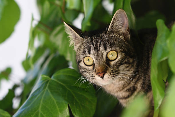 istock Cat stares at the ivy on a wall 1286516730