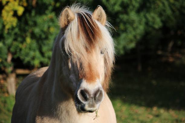 beautiful head portrait from a fjord hors on the paddock - hors imagens e fotografias de stock