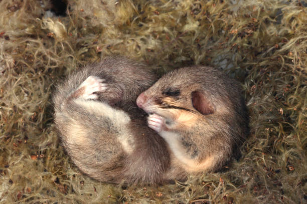 fat dormouse - haselmaus stock-fotos und bilder