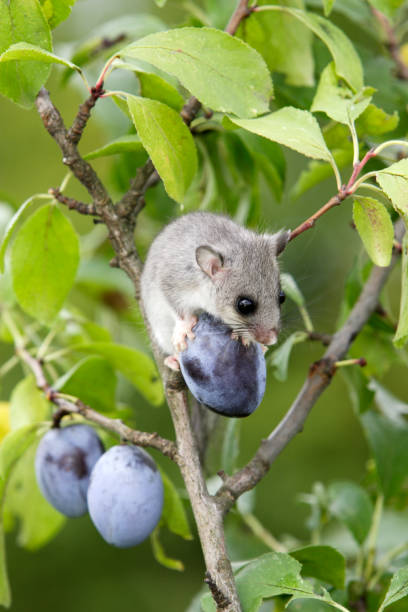 fat dormouse - haselmaus stock-fotos und bilder