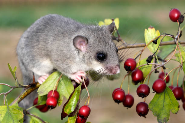 fat dormouse - haselmaus stock-fotos und bilder