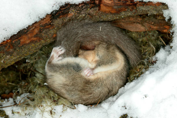 fat dormouse - haselmaus stock-fotos und bilder