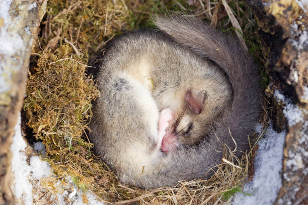 Fat Dormouse Fat Dormouse sleeping hibernation stock pictures, royalty-free photos & images