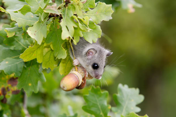 fat dormouse - haselmaus stock-fotos und bilder