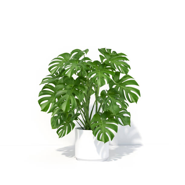 istock Monstera leaves or Swiss cheese plant on white background 3d rendering. 3d illustration tropical tree template for beauty cosmetics products minimal style concept. 1286518702