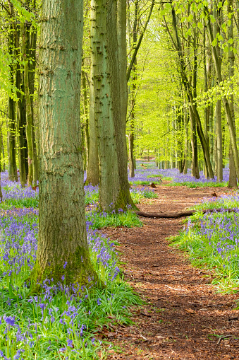 A footpath running through a beautiful bluebell wood.