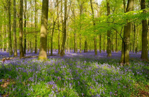 istock Bluebells In An English Beechwood 1286518823