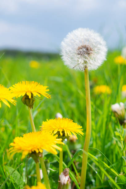 Dandelions growing in the English countryside.