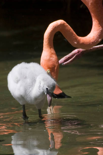 istock Chilean Flamingo, Phoenicopterus chilensis, with chick 1286519087