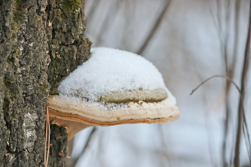 Tinder fungus or hoof fungus (Fomes fomentarius) grows on birch wood. Inedible mushroom, tree parasite. Close-up.