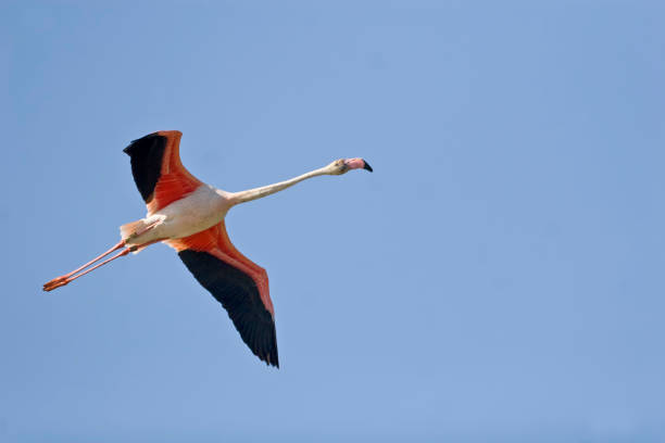 istock Greater Flamingo, Phoenicopterus roseus, in flight 1286519335