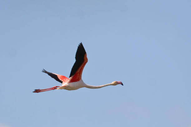 istock Greater Flamingo, Phoenicopterus roseus, flying 1286519343