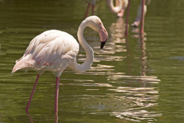 istock Greater Flamingo, Phoenicopterus roseus, close view 1286519371