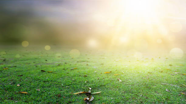 istock Natural background concept: abstract blur green color  background 1286520858