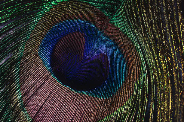 istock Peacock feather close-up, macro photography. 1286522053
