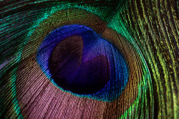 istock Peacock feather close-up, macro photography. 1286522069