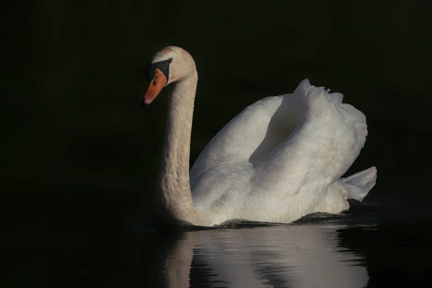 istock Mute Swan (Cygnus olor) floating on water 1286522221