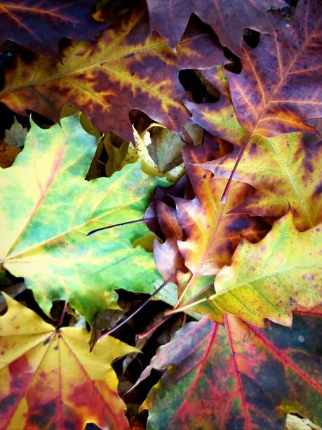 istock Directly above view of colorful mixed maple leaves on forest land 1286522239