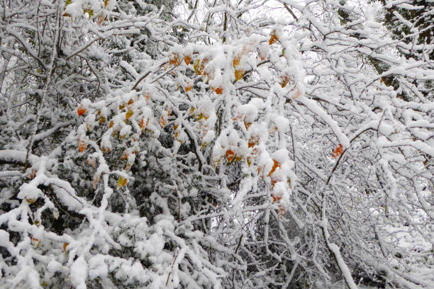 istock A  beautiful winter snow scene in woods. 1286522312
