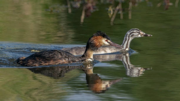 istock Great crested grebe, waterbird (Podiceps cristatus) with juvenile / young chick. 1286522683