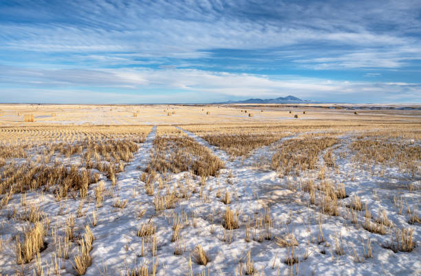 Wheat Field with Sweetgrass Hills in the Milk River Valley Wheat field and straw bales in the Milk River Valley with the Sweetgrass Hills in the background field stubble stock pictures, royalty-free photos & images