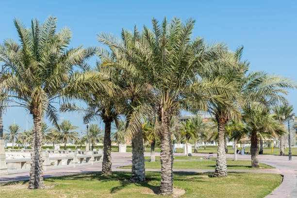 istock Green date palm trees in the corniche park in Dammam, Saudi Arabia 1286523862