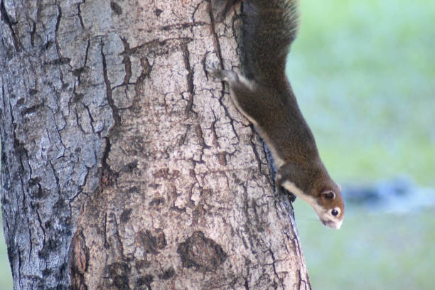 istock Squirrel cute adorable small animal going down by a tree in park 1286525468