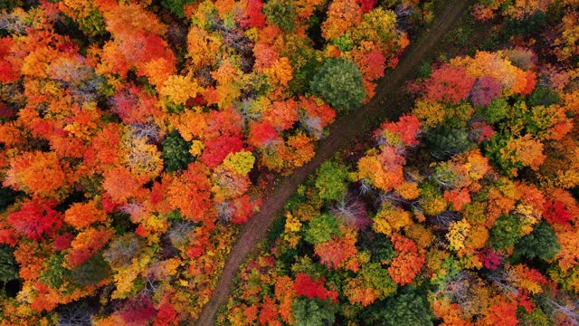 Beautiful autumn aerial looking down at a dirt path or atv trail with puddles of water in the tracks and the tops of green, red, yellow and orange colored fall foliage in a forest in upper Michigan.