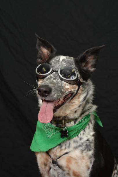 Australian Cattle Dog wearing steam punk glasses and a green bandana on a black studio background