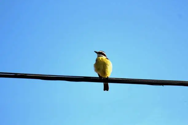 animalia fauna family Tyrannidae bird well te vi pitangus sulphuratus